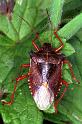 Pentatoma_rufipes_RF0750_Z_82_Les Gris_Frankrijk